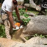 neptune beach fl affordable tree removal